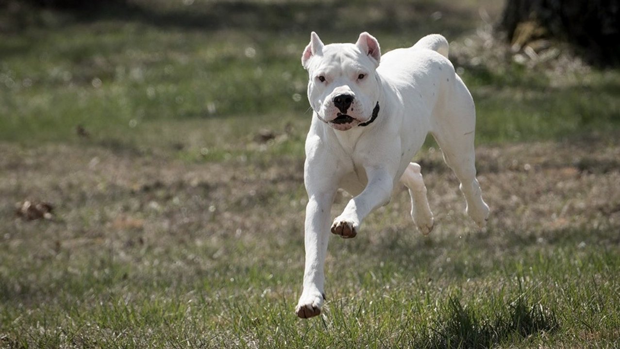 Un hombre atacado por perros sueltos en Trelew fue hospitalizado