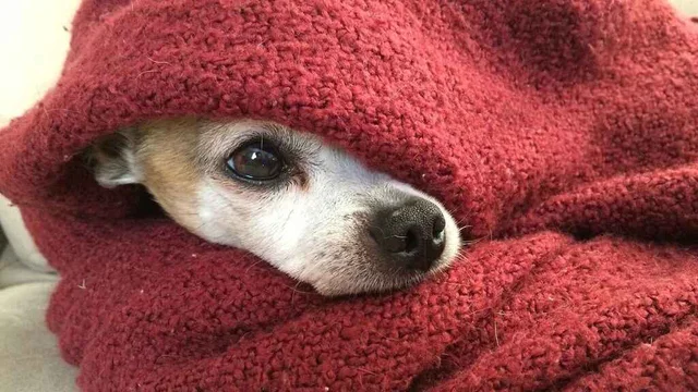 La historia del gato de Neuquén que se perdió y recorrió más de 100 km para volver a su casa