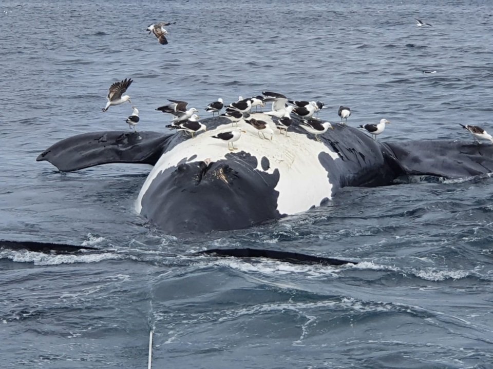 Puerto Pirámides: hallaron 6 ballenas muertas en un día 