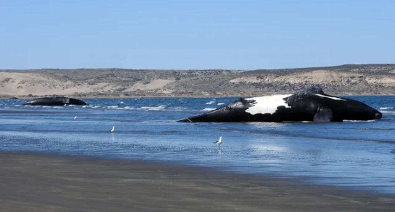Cuáles fueron los hechos más destacados en Puerto Madryn este 2022