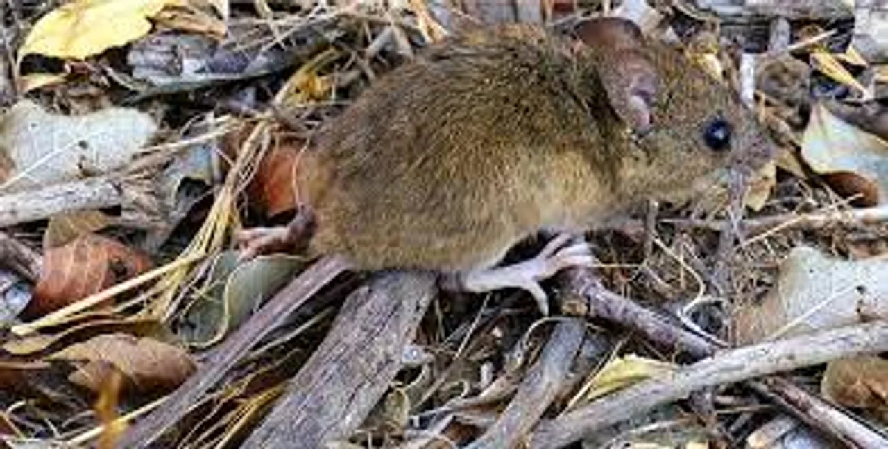 Los roedores colilargos transmiten el virus.