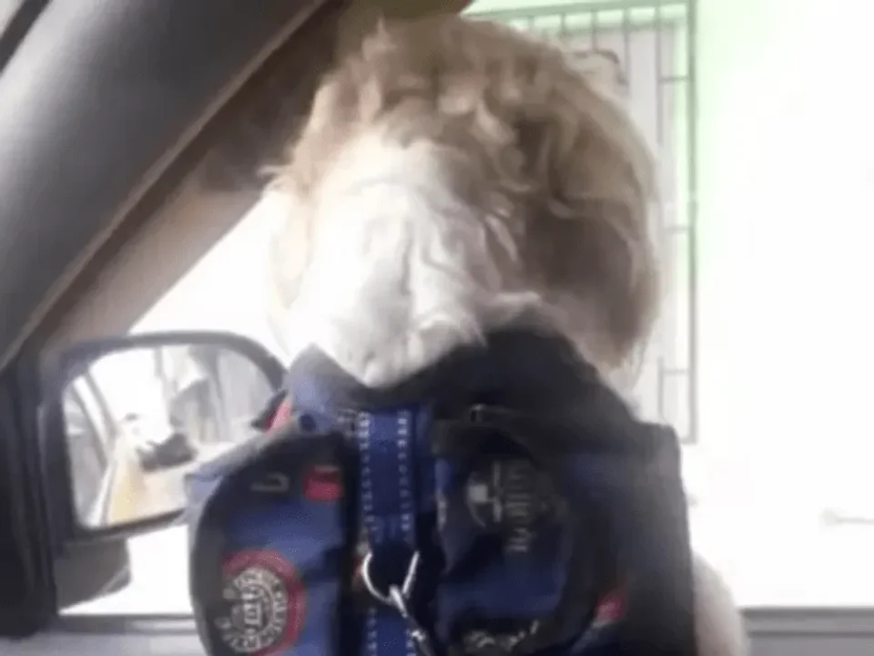 El perrito esperó a sus dueños, que jamás regresaron