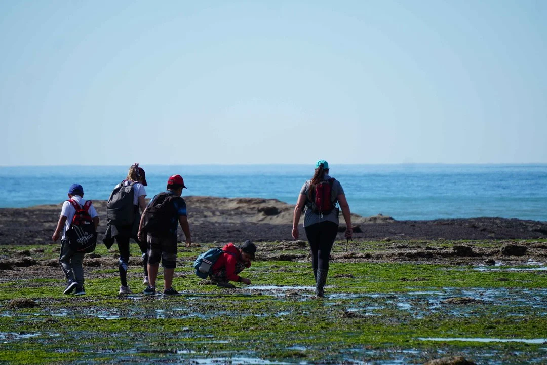 Estudian posibles casos de gripe aviar en Comodoro y Rada Tilly: recomiendan evitar ir a las playas.