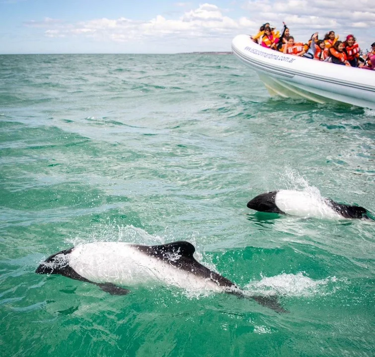 Avistaje de toninas en Playa Unión: cuánto cuesta, horarios y promociones  para vivir una experiencia única - ADNSUR - Agencia de Noticias de Comodoro  Rivadavia y Chubut