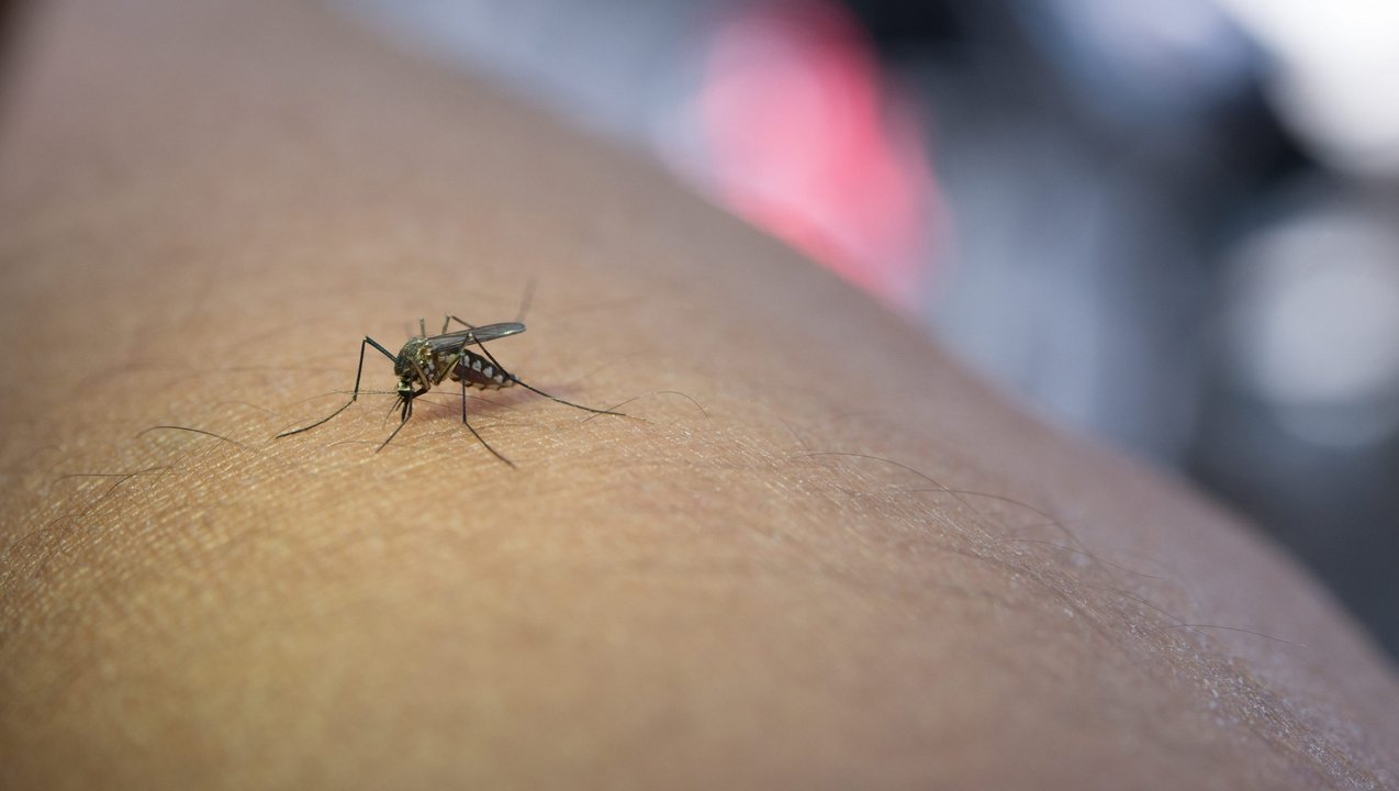 noticiaspuertosantacruz.com.ar - Imagen extraida de: https://adnsur.com.ar/sociedad/chubut-registra-40-casos-de-dengue---en-la-provincia-no-se-registro-presencia-del-mosquito-_a65fd5de217c72fd335dec5c4