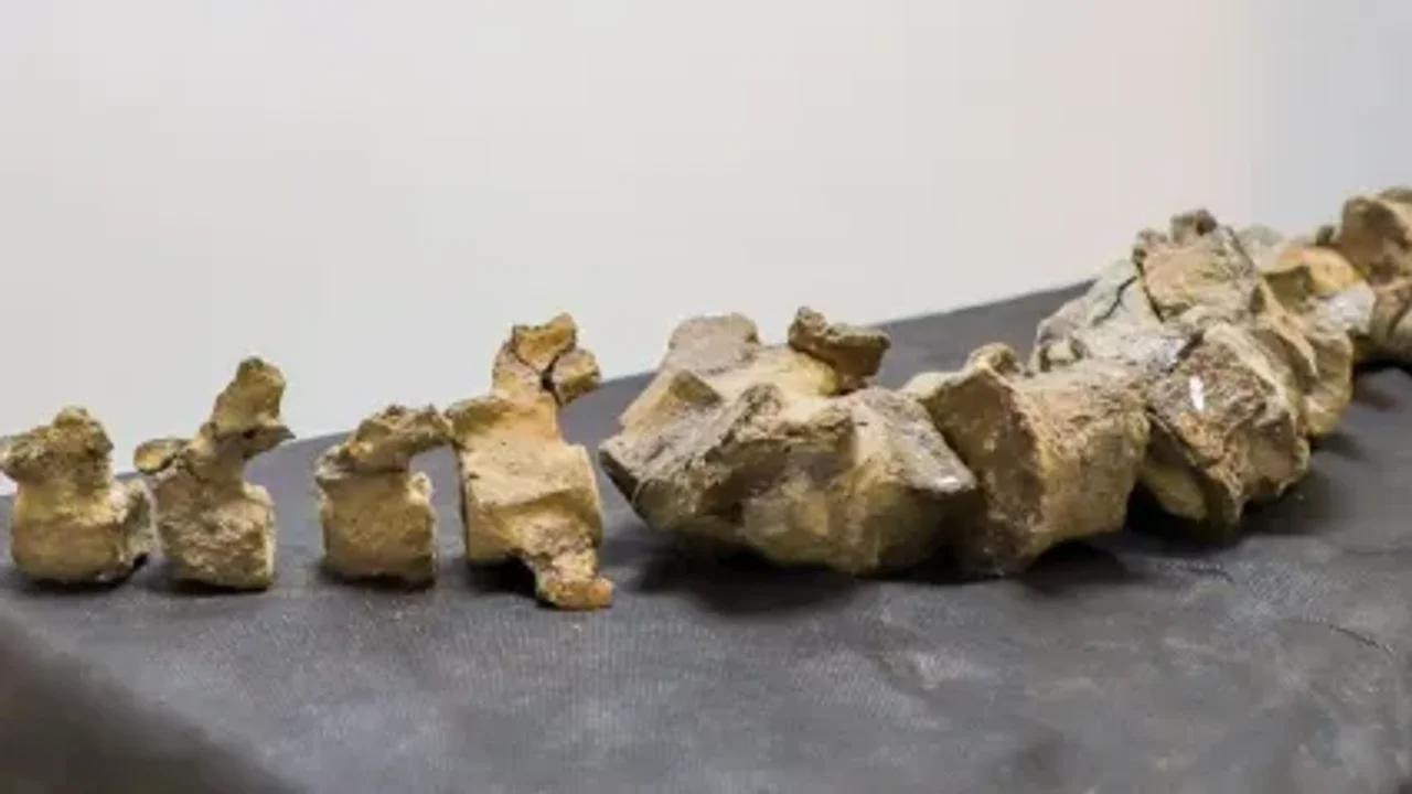 Presentaron en Neuquén una nueva especie de reptil que convivió con los dinosaurios