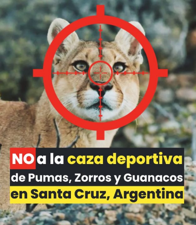 noticiaspuertosantacruz.com.ar - Imagen extraida de: https://adnsur.com.ar/sociedad/piden-que-se-de-marcha-atras-al-permiso-para-cazar-pumas--zorros-y-guanacos_a662e6889b1a6e964781833f4