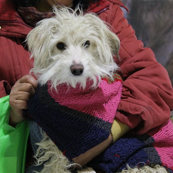 noticiaspuertosantacruz.com.ar - Imagen extraida de: https://adnsur.com.ar/sociedad/comodoro--el-servicio-de-castracion-para-perros-y-gatos-estara-desde-este-lunes-en-barrio-laprida_a6727d1685caf76704a17cf1c