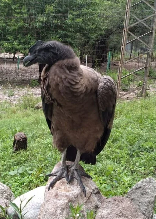 Un cóndor andino murió envenenado en la Patagonia: denuncian uso ilegal de agroquímicos