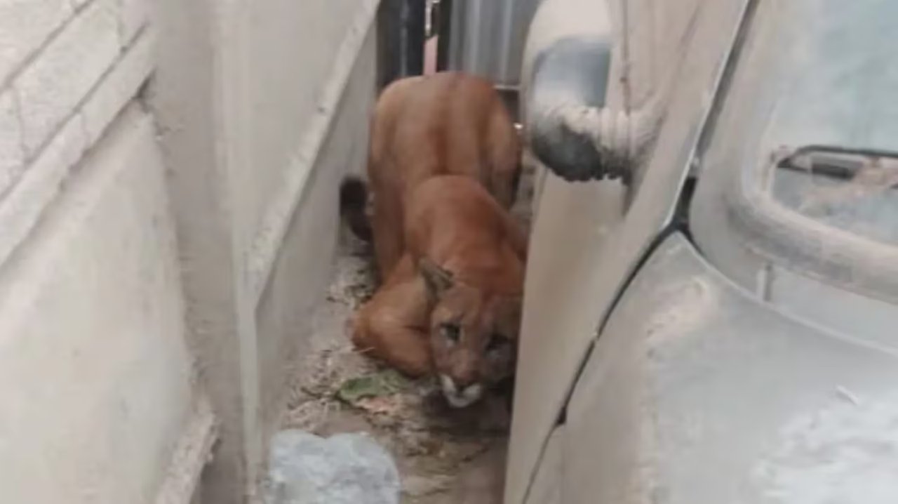 noticiaspuertosantacruz.com.ar - Imagen extraida de: https://adnsur.com.ar/sociedad/terrible-sorpresa--sintio-ruidos-en-el-garaje--penso-que-era-un-perro-y-se-encontro-con-un-puma-al-lado-del-auto_a664e4215d79656accbfc686a