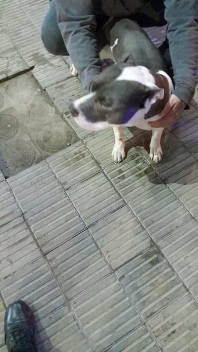 noticiaspuertosantacruz.com.ar - Imagen extraida de: https://adnsur.com.ar/policiales---judiciales/quisieron-robarse-un-perro-y-terminaron-presos_a666c2aac5046b780ca7010eb