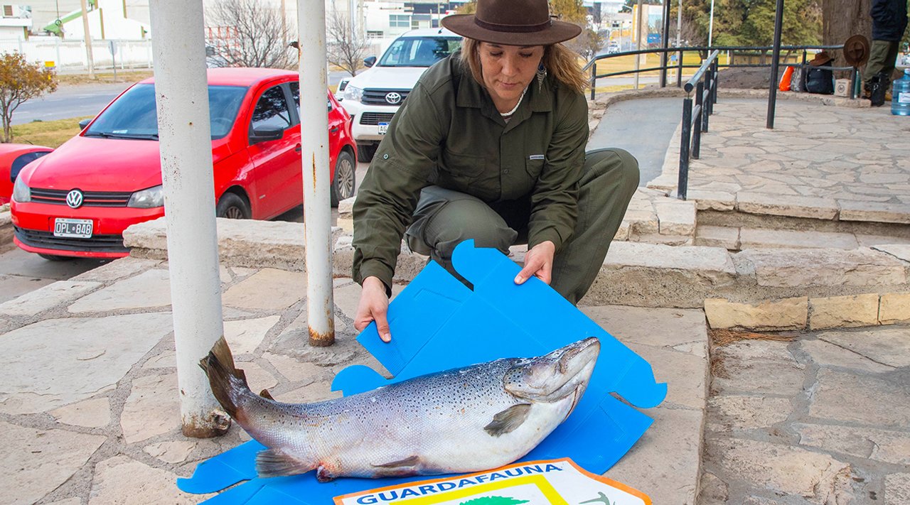 noticiaspuertosantacruz.com.ar - Imagen extraida de: https://adnsur.com.ar/sociedad/guardafaunas-decomisaron-una-trucha-de-10-kilos-en-neuquen_a669ac6b4db3ac4a34d4e4bc9