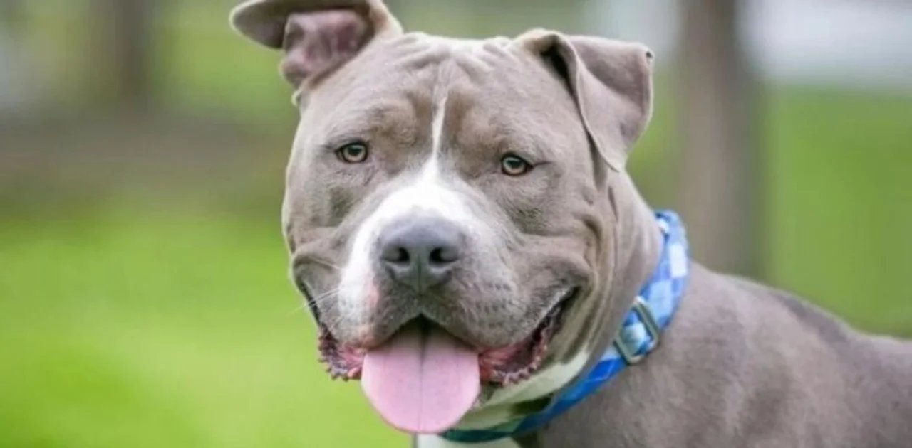 Un pitbull descontrolado genera tensiones en Cipolletti y se llega a acuerdo judicial