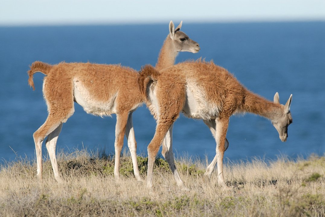 noticiaspuertosantacruz.com.ar - Imagen extraida de: https://adnsur.com.ar/sociedad/preocupacion-por-la--sobrepoblacion--de-guanacos--en-chubut-y-santa-cruz--hay-mas-de-4-millones-y-medio--de-ejemplares_a671e400199a3ee3977e8cf4b