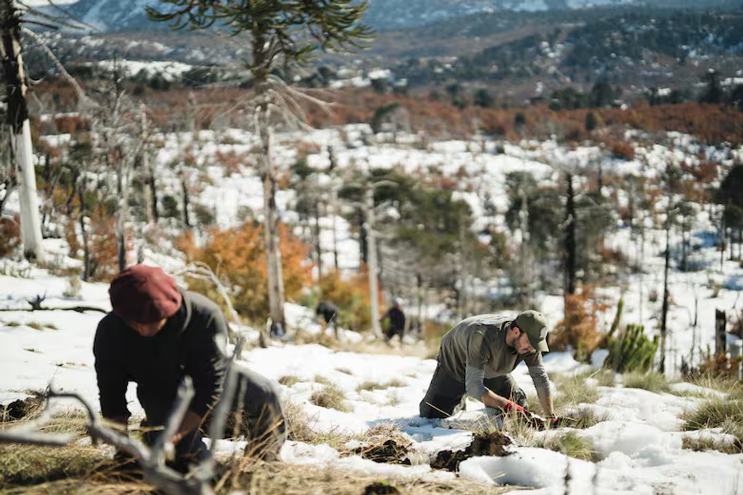 noticiaspuertosantacruz.com.ar - Imagen extraida de: https://adnsur.com.ar/sociedad/renace-el-bosque-milenario-de-la-patagonia--voluntarios-restauraron-el-ecosistema-de-la-araucaria-tras-un-incendio-devastador_a6744fdedcf80c916dd899059