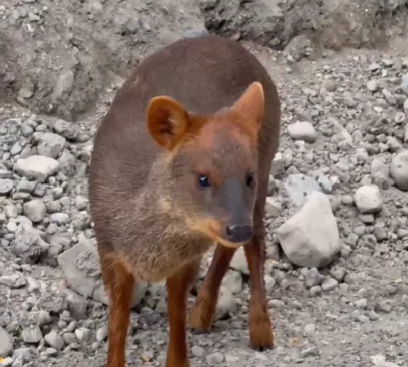 noticiaspuertosantacruz.com.ar - Imagen extraida de: https://adnsur.com.ar/sociedad/encuentro-magico--un-pudu-sorprendio-en-el-parque-nacional-los-alerces_a67546db819f41a93b48183a9