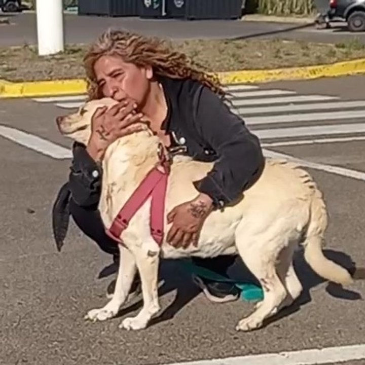 noticiaspuertosantacruz.com.ar - Imagen extraida de: https://adnsur.com.ar/sociedad/mily--la-perra-de-6-anos-que-se-curo-de-leucemia-gracias-al-unico-oncologo-de-la-patagonia-que-atiende-en-rada-tilly_a67996568b62559b612c0a11f