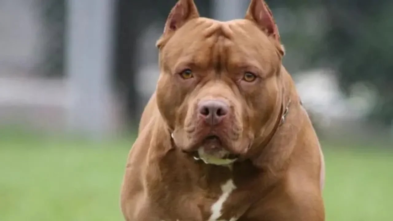 noticiaspuertosantacruz.com.ar - Imagen extraida de: https://adnsur.com.ar/sociedad/temor-por-un-perro-pitbull-que-mato-a-9-animales-y-mordio-a-tres-personas---cuando-se-escapa--hace-desastres-_a67a258eec58ae14f3289d54f