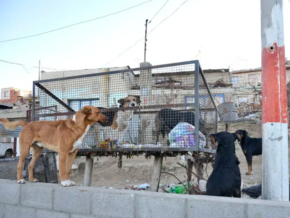 Comodoro Rivadavia enfrenta crisis por sobrepoblación de animales
