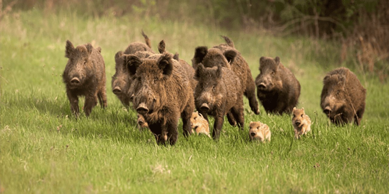 Río Negro promueve la venta legal de carne de jabalí y guanaco en la provincia