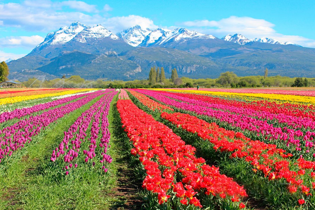 Inicia la temporada de tulipanes en Trevelin, Chubut