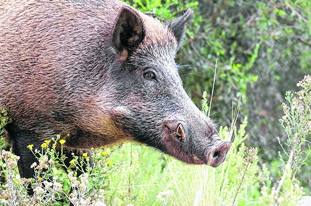 Estimación de un carnicero: carne de jabalí podría ser hasta un 60% más barata