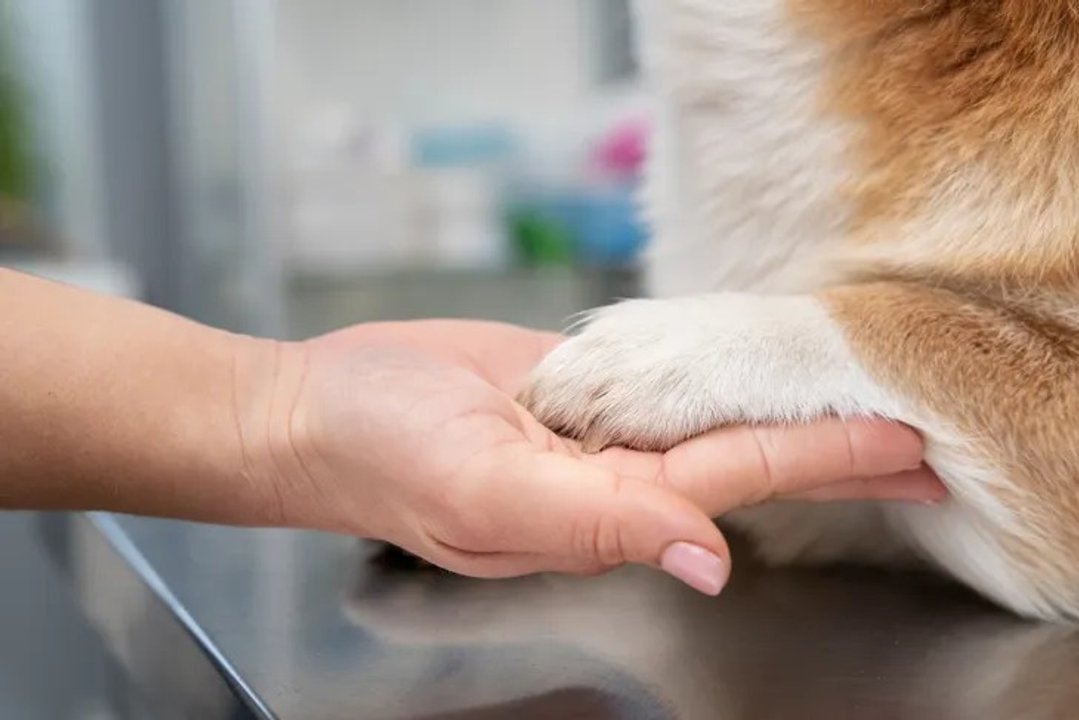 Investigan la muerte de más de 80 perros en Bolívar por envenenamiento