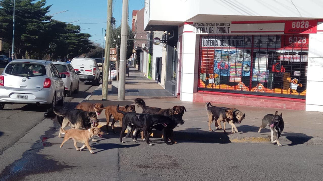 Creciente número de perros en la calle y la respuesta del Municipio de Comodoro
