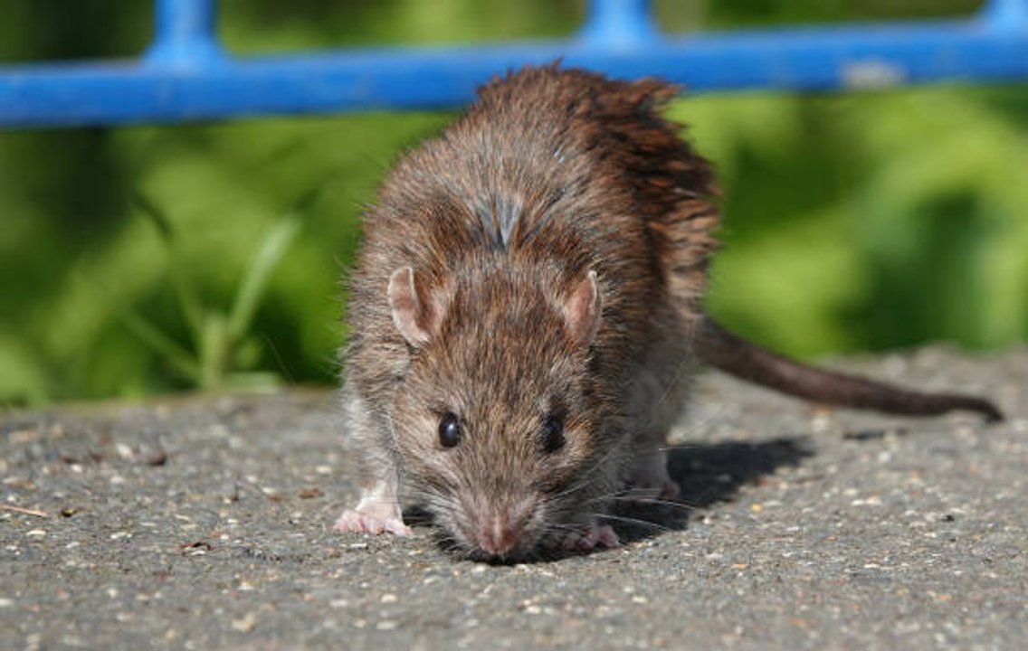 Aumento del riesgo de hantavirus en zonas urbanas, según informe nacional