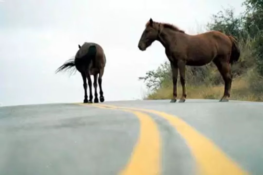 Fiscalía de Chubut investigará faena clandestina de caballos en Comodoro Rivadavia