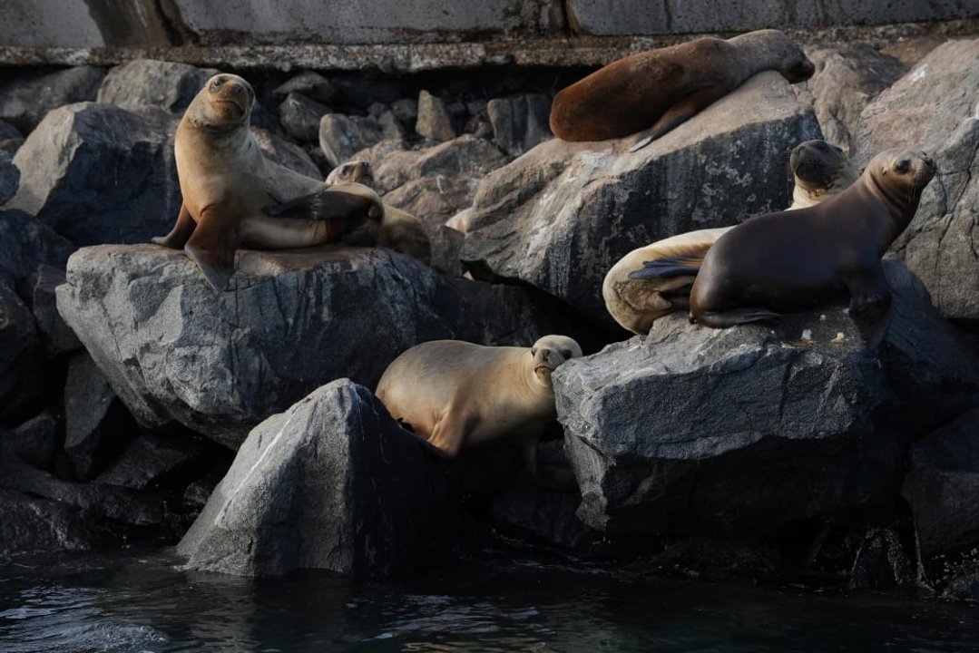 Los lobos marinos aportan miles de dólares al turismo en la Patagonia