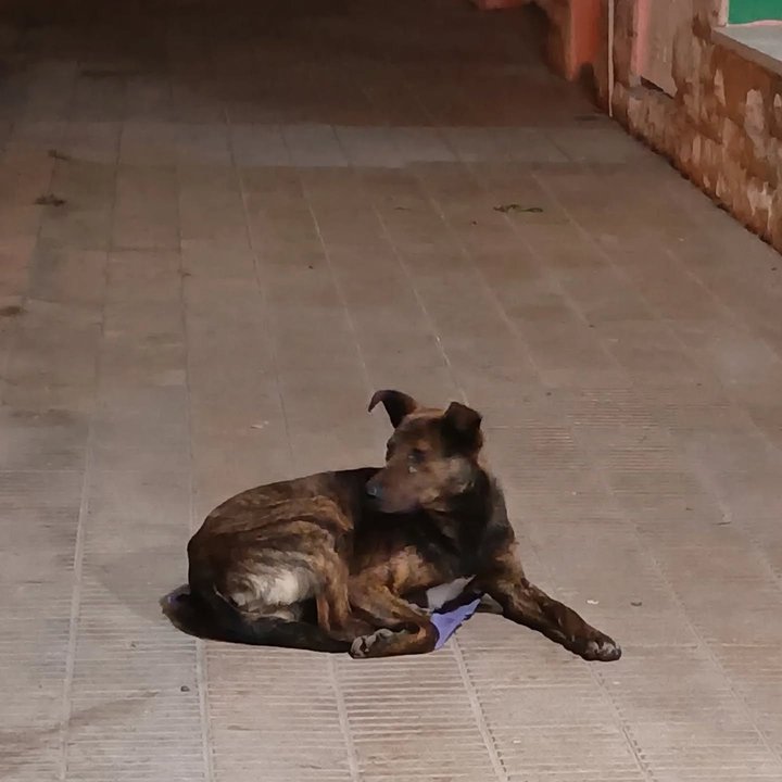 Recomendaciones para proteger a mascotas del frío en Comodoro Rivadavia