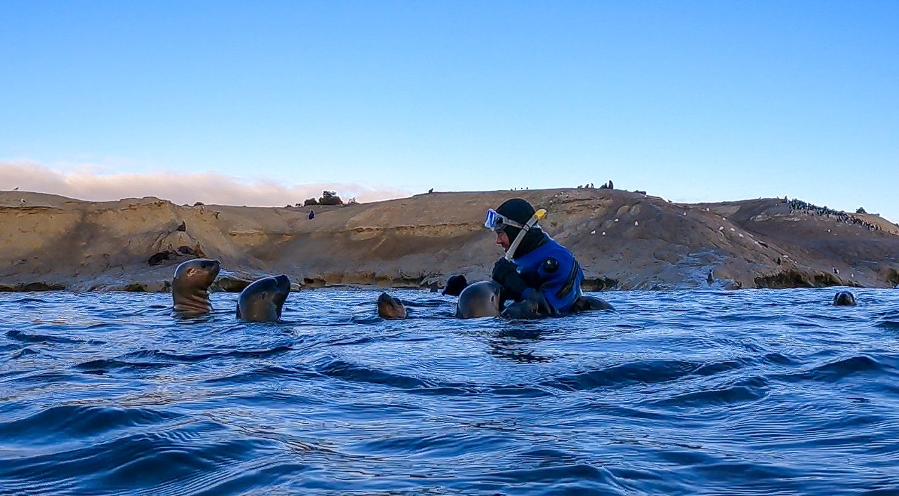 Experiencia de snorkel con lobos marinos en la Patagonia, disponible todo el año