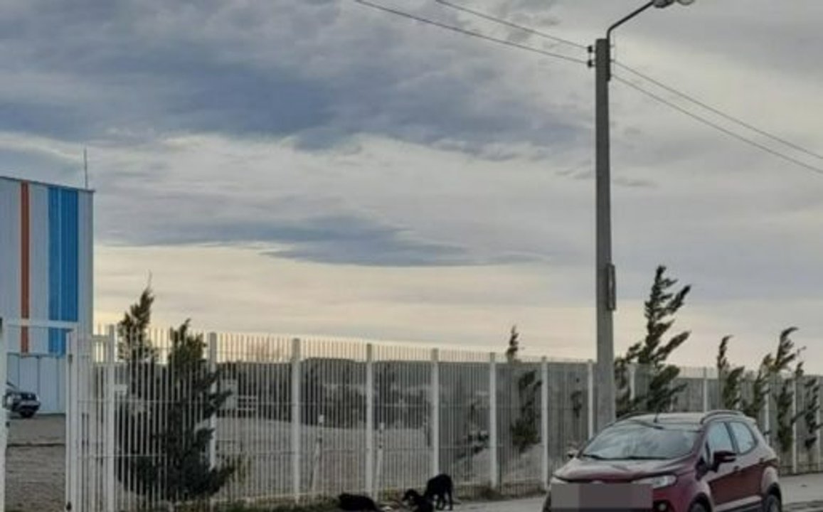 Buscan hogar para tres perritos abandonados en Comodoro Rivadavia