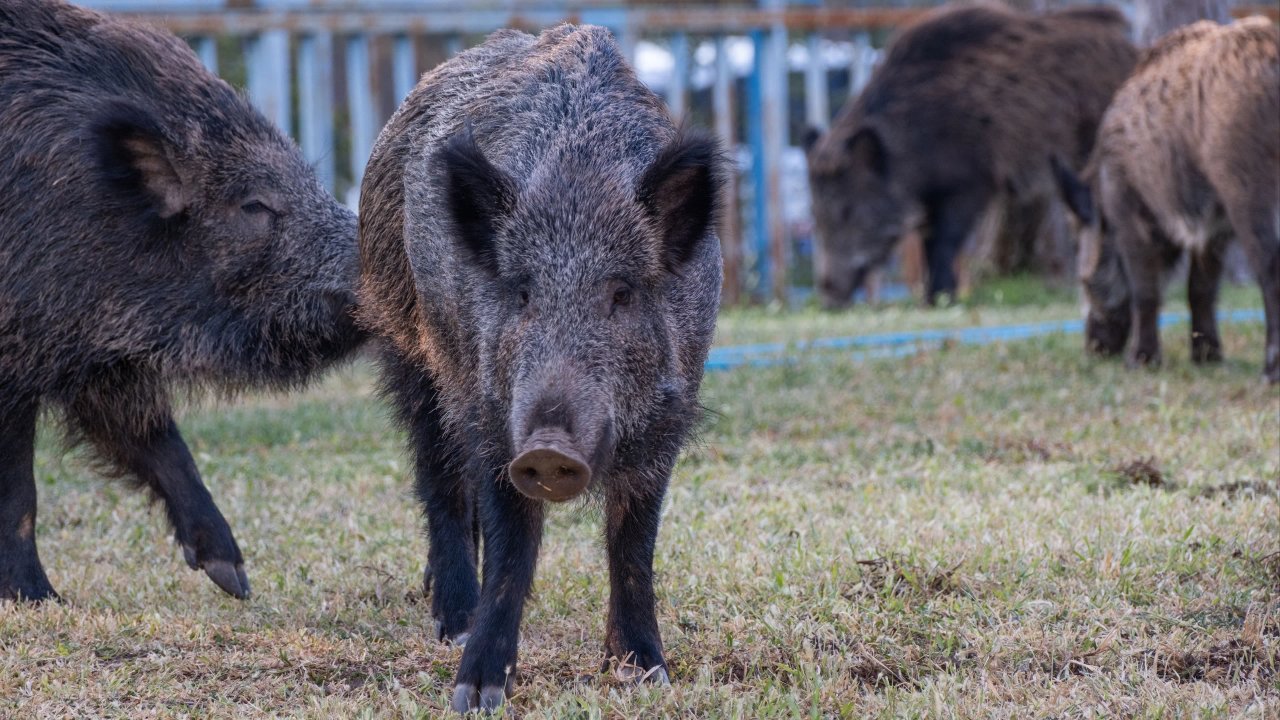 Río Negro modifica su Ley de Carnes para incluir nuevas proteínas animales