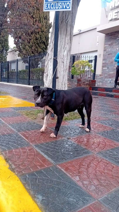 Denuncian ataque de perros pitbull a un productor rural en Sarmiento