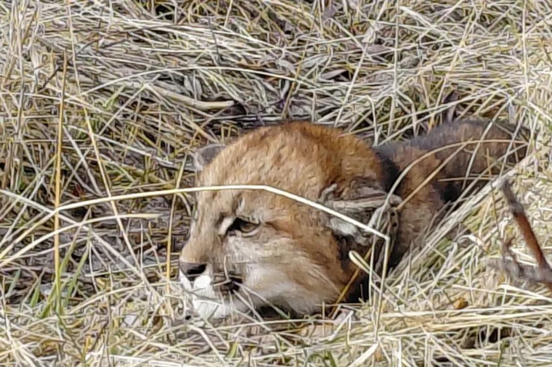 Capturan y reubican un puma que ingresó a una posta sanitaria en Neuquén