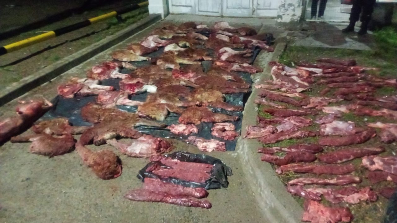 Detenidos por caza furtiva: hallaron un puma y 27 guanacos faenados
