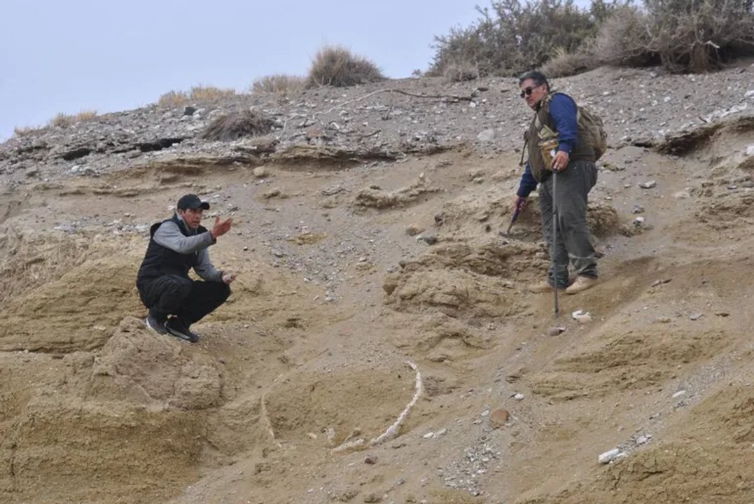 Descubren restos de un gliptodonte en el Valle del Covunco en Neuquén