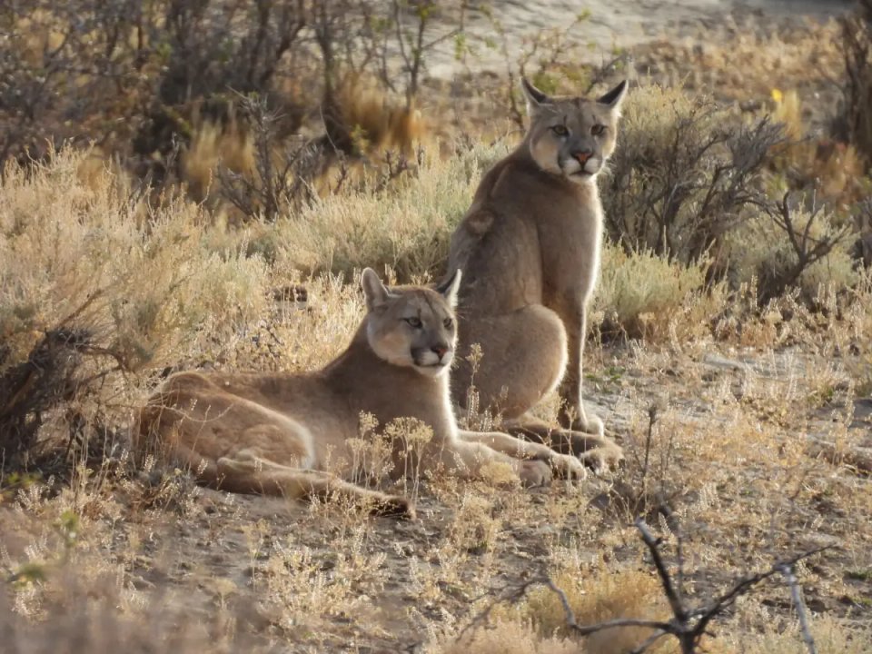 Estudio revela la dieta de los pumas en la Patagonia y sus adaptaciones regionales