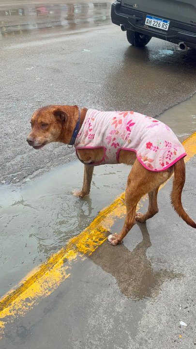 Un futuro mejor para "Tres Patas", el perro que conmovió Comodoro Rivadavia