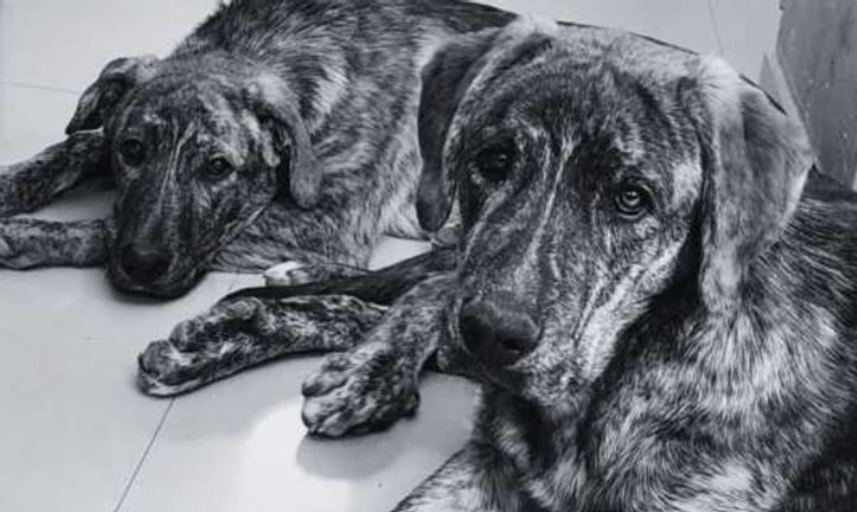 Inicio del juicio contra hombre por envenenamiento de tres perros en Rawson