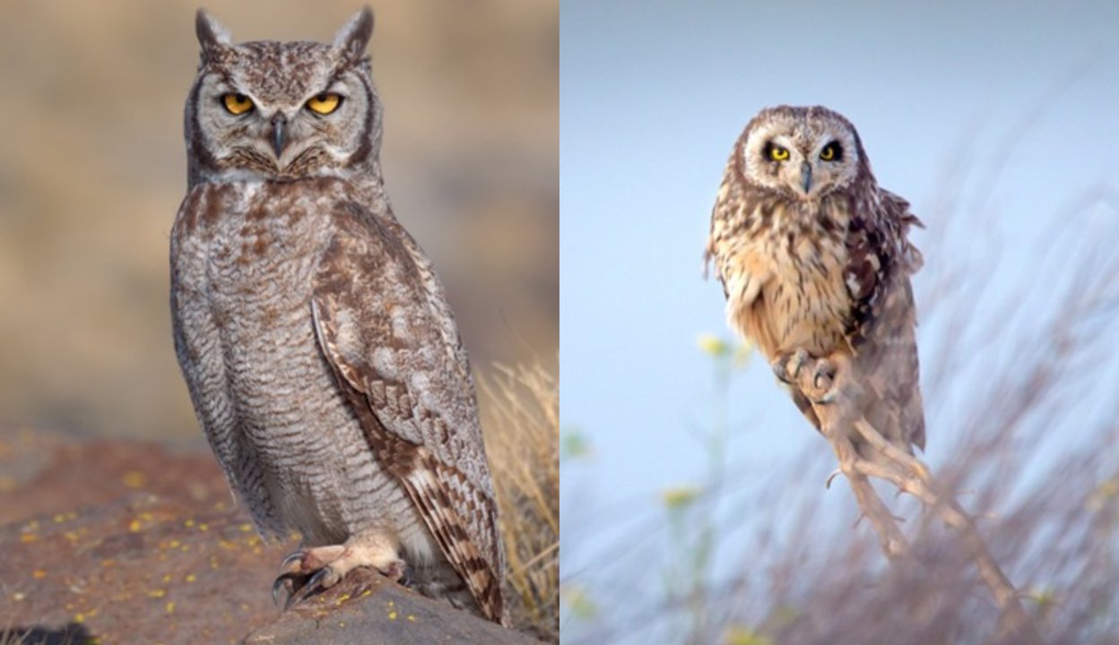 Las siete especies de búhos y lechuzas que habitan en Chubut