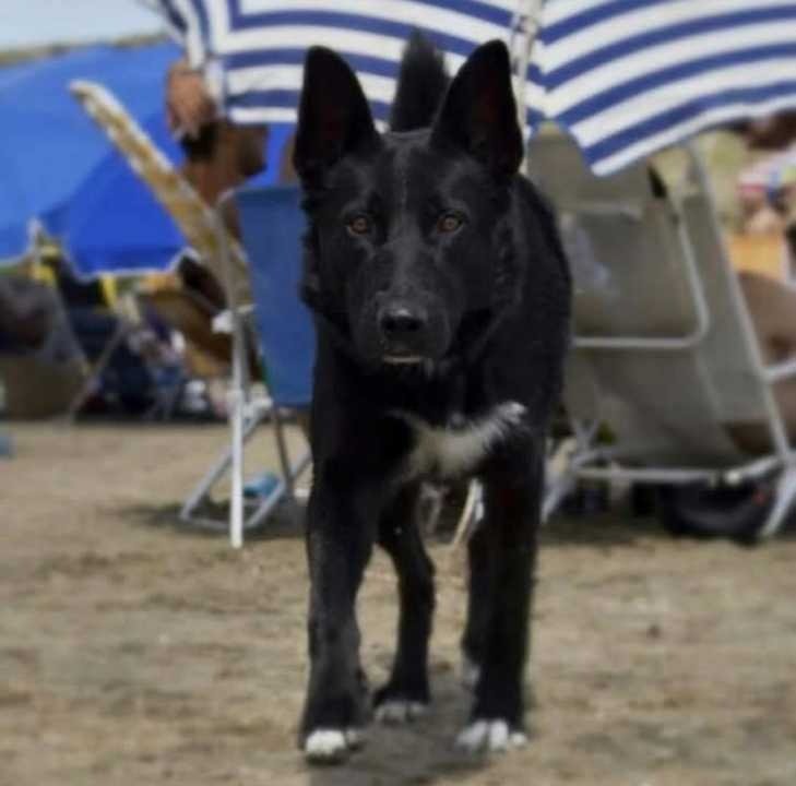 Avanza juicio por envenenamiento de perros con carbofurán en Rawson