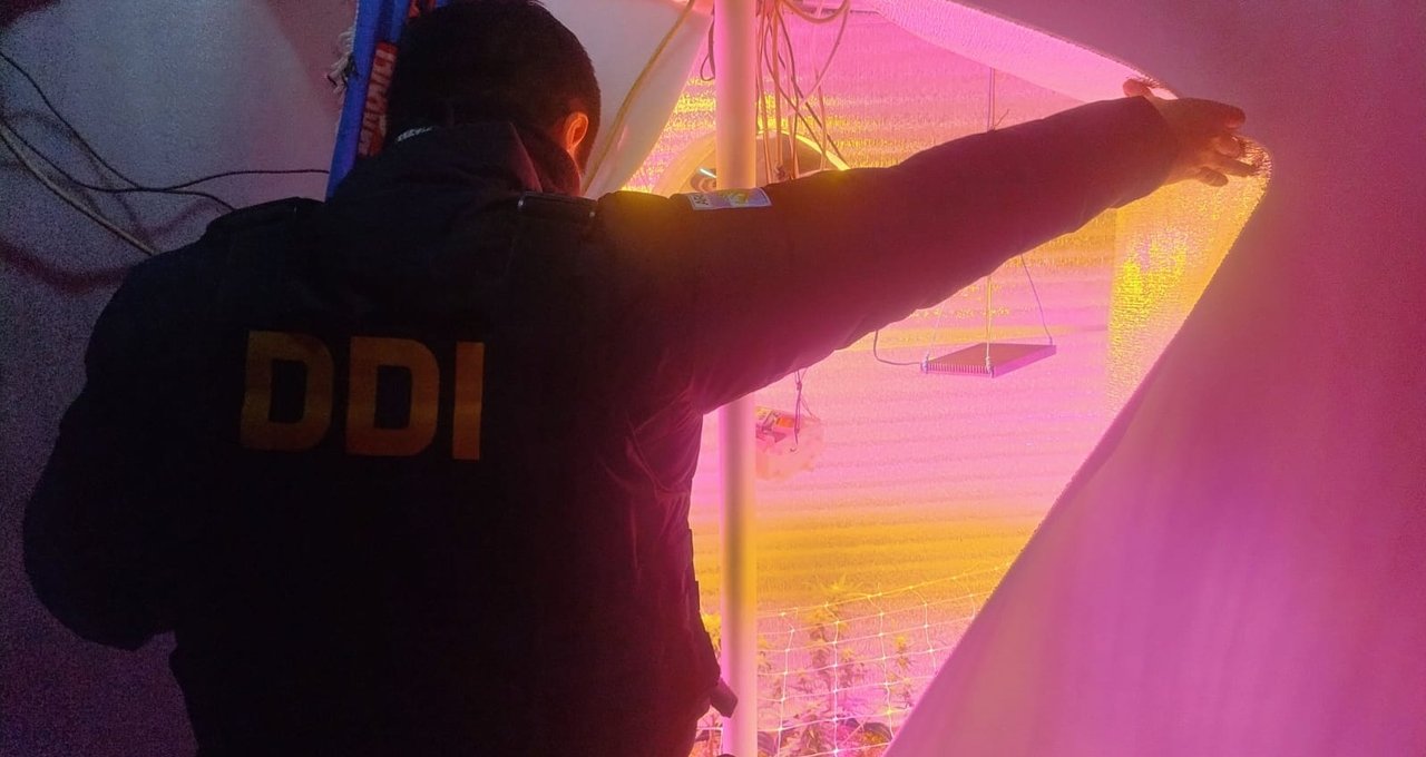 Allanamientos en Santa Cruz revelan cultivo de marihuana tras robo de garrafas
