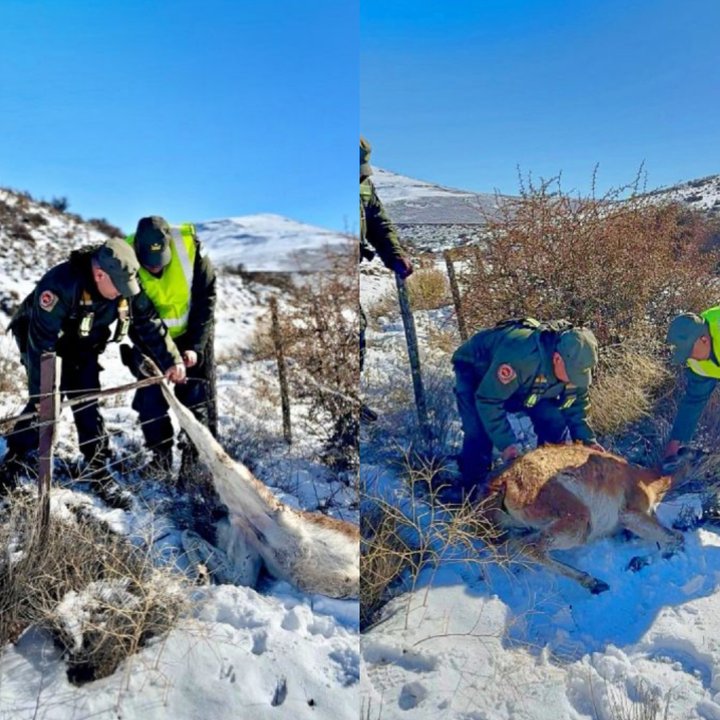 Gendarmería rescata un guanaco atrapado en un alambrado en Chubut
