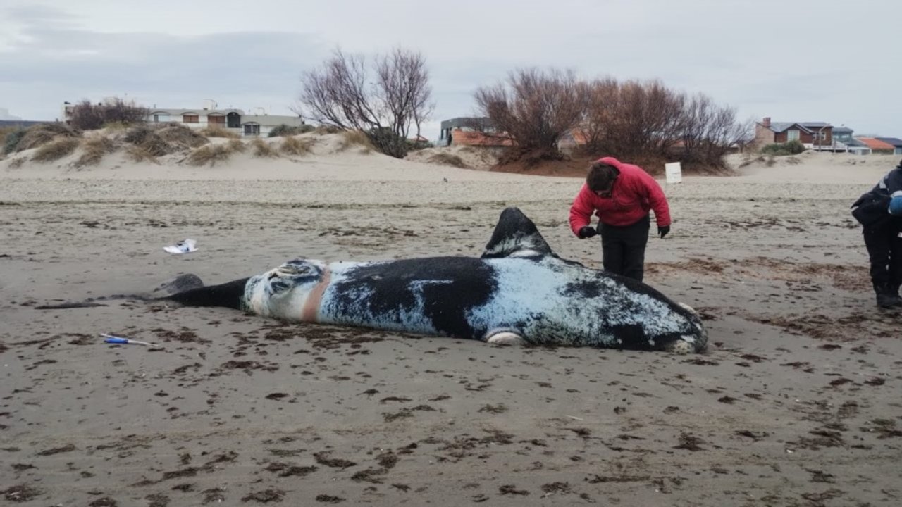 Tres ballenas muertas en la costa de Puerto Madryn: investigan sus causas