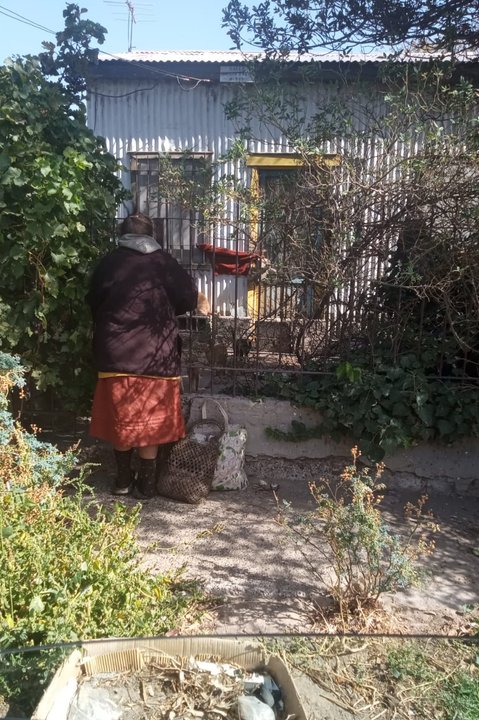 Los gatos de Olga buscan un nuevo hogar tras su fallecimiento en Comodoro Rivadavia