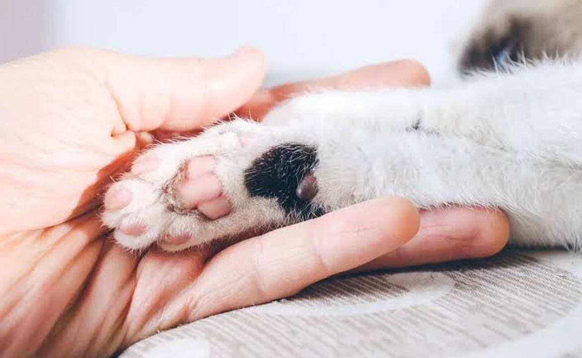 Urgente búsqueda de hogares para 12 gatitos rescatados en Comodoro Rivadavia