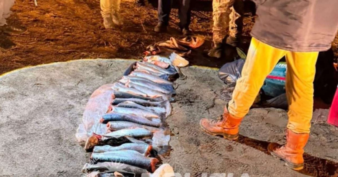Operativo en Piedra del Águila: 32 equipos y 85 truchas decomisadas